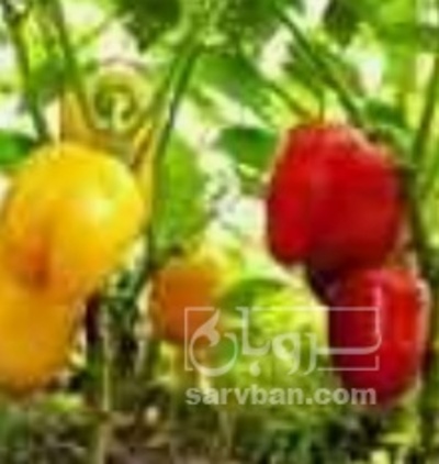 فروش فلفل دلمه ای