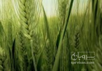 فروش گندم