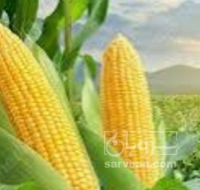 فروش ذرت