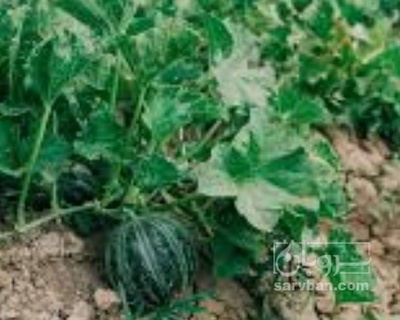 فروش طالبی