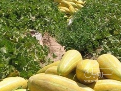 فروش خربزه