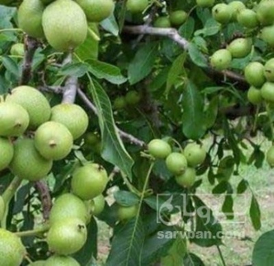 فروش گردو