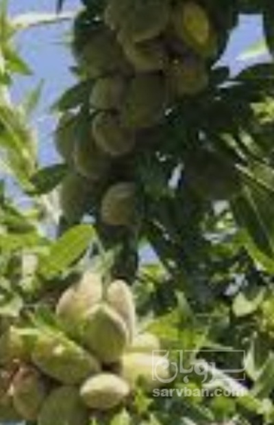فروش بادام