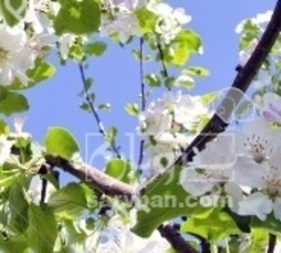 فروش سیب گلاب