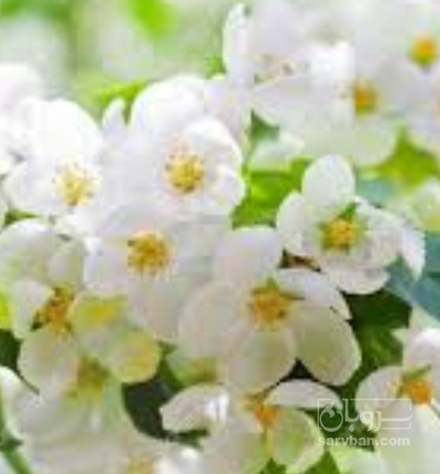 فروش سیب گلدن