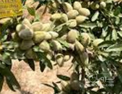 فروش بادام