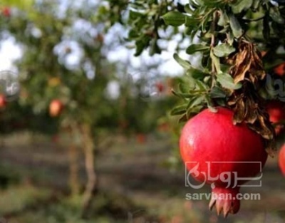 فروش انار