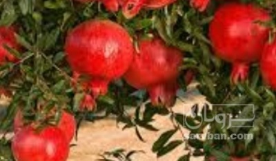 فروش انار