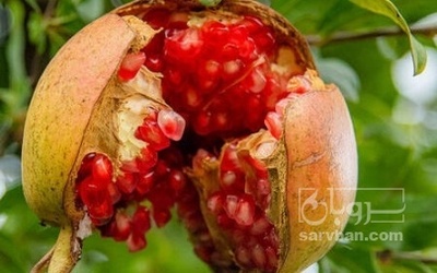 فروش انار