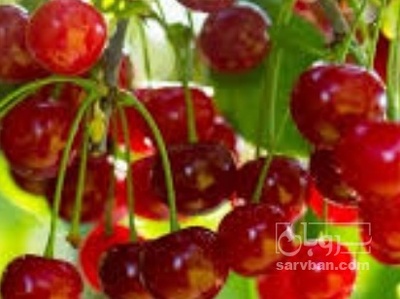 فروش آلبالو
