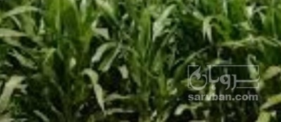 فروش چاپر ذرت - سیلاژ ذرت