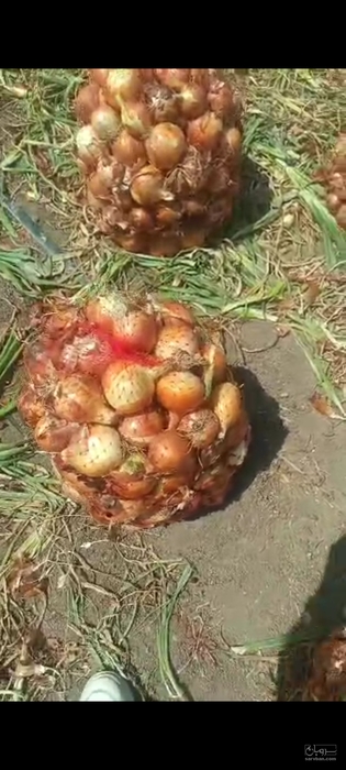 فروش پیاز زرد