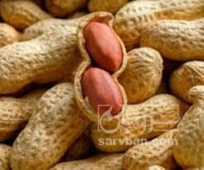 فروش بادام زمینی