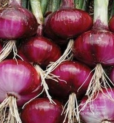 فروش پیاز قرمز