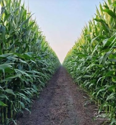 فروش چاپر ذرت - سیلاژ ذرت