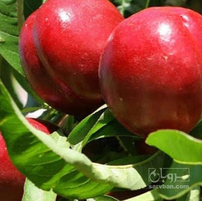 فروش شلیل