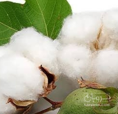 فروش پنبه