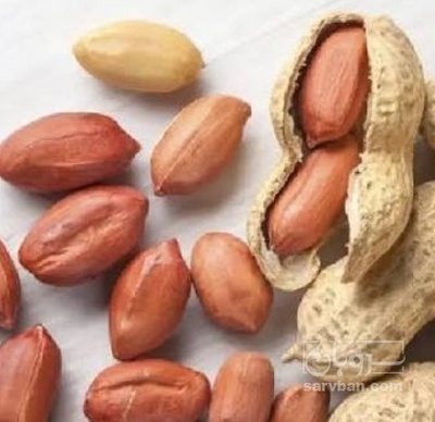 فروش بادام زمینی بو داده