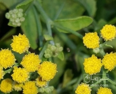 فروش عرق شاهسپران