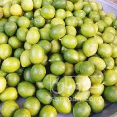 فروش لیمو ترش