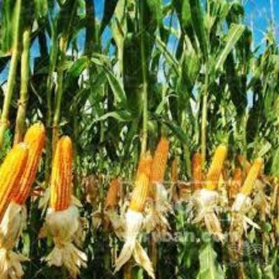 فروش ذرت علوفه ای