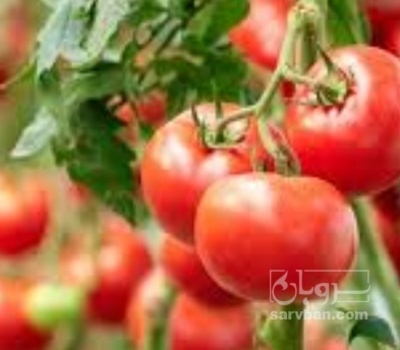 فروش گوجه فرنگی