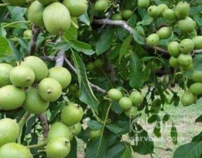 فروش گردو