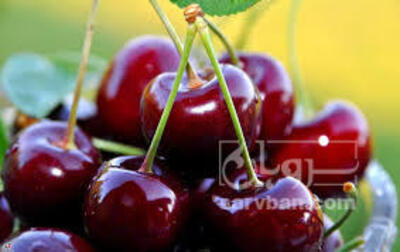 فروش گیلاس