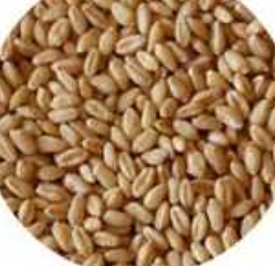 فروش گندم