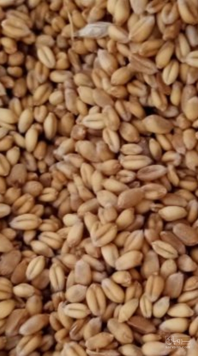 فروش گندم