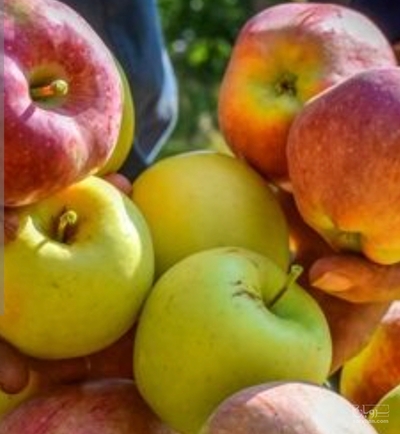 فروش سیب