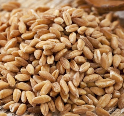 فروش گندم