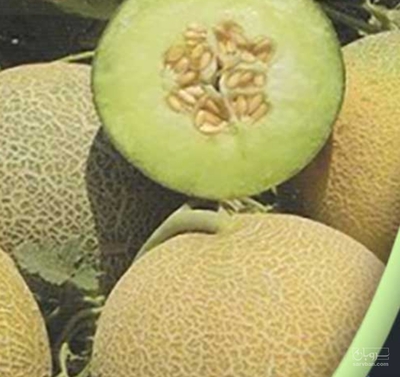 فروش خربزه