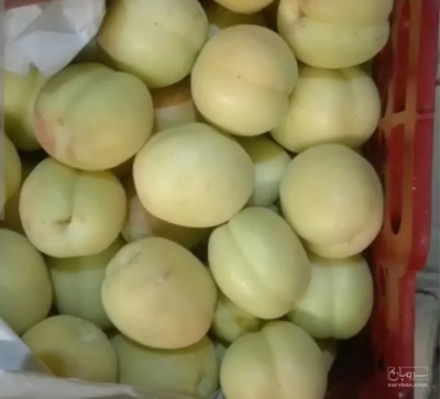 فروش زردآلو