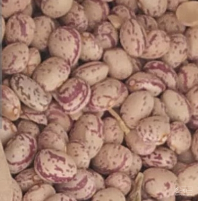 فروش لوبیا چیتی