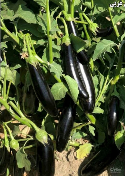 فروش بادمجان