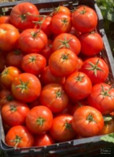 فروش گوجه فرنگی