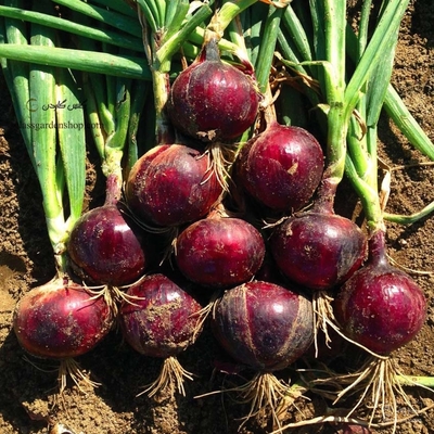 فروش پیازقرمز