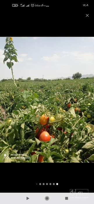 فروش گوجه فرنگی