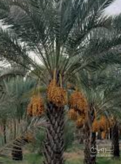 فروش خرما زاهدی