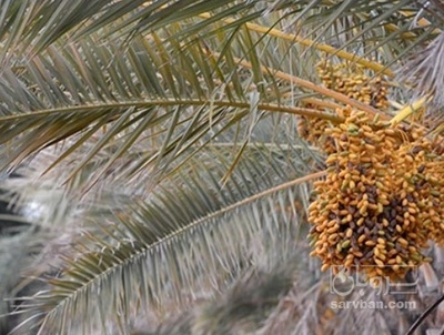 فروش خرما شاهانی