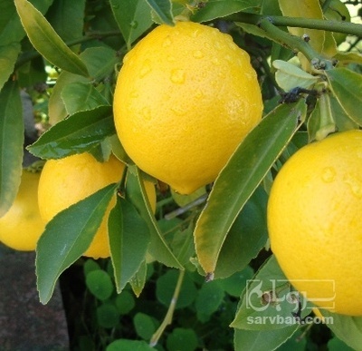 فروش لیمو شیرین