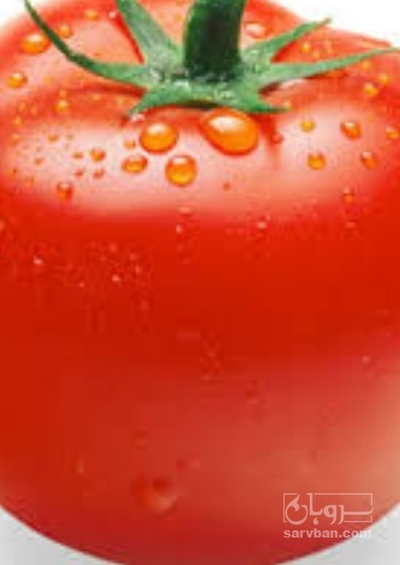 فروش گوجه فرنگی