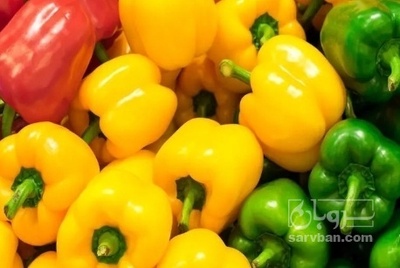 فروش فلفل دلمه ای