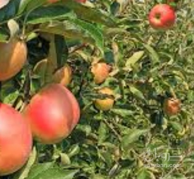 فروش سیب قرمز