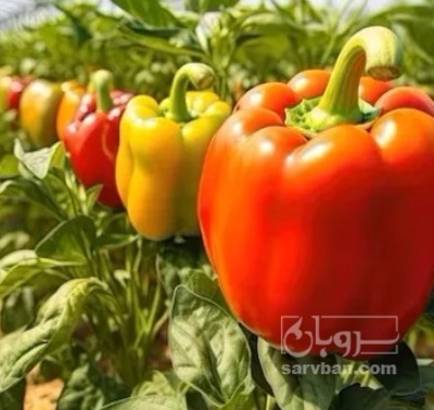 فروش فلفل دلمه ای