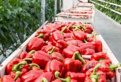 فروش فلفل دلمه ای