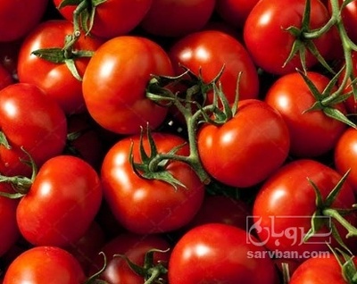 فروش گوجه فرنگی