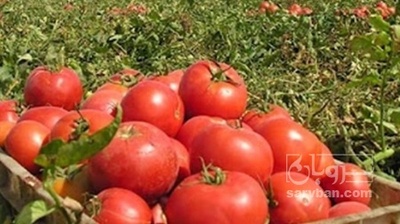 فروش گوجه فرنگی