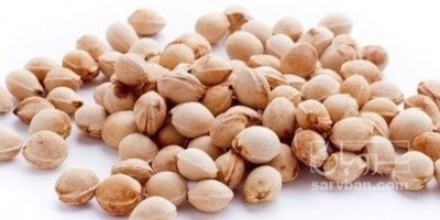 فروش  هسته گیلاس